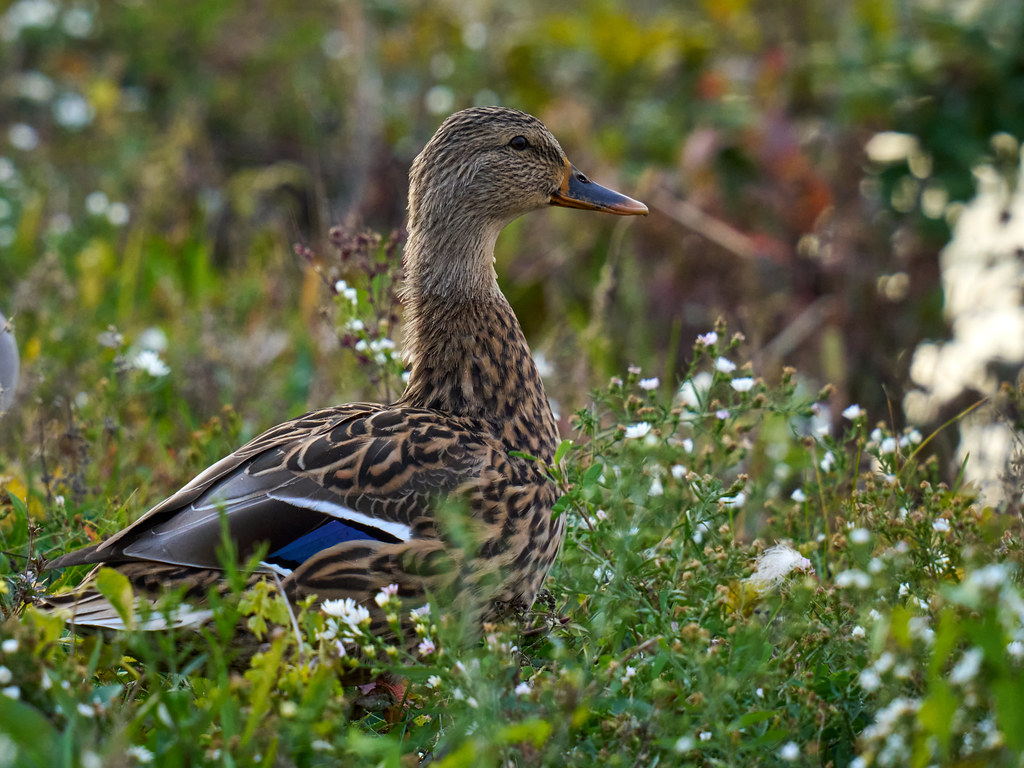 Female Mallard Duck Water Works Park, Des Moines, Iowa garrity_j
