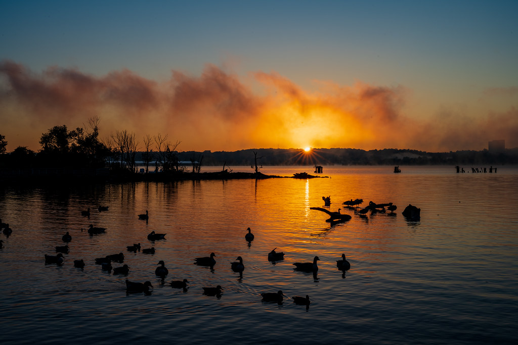 Oronoco Bay Park for a beautiful sunrise aided by the fog.… Flickr