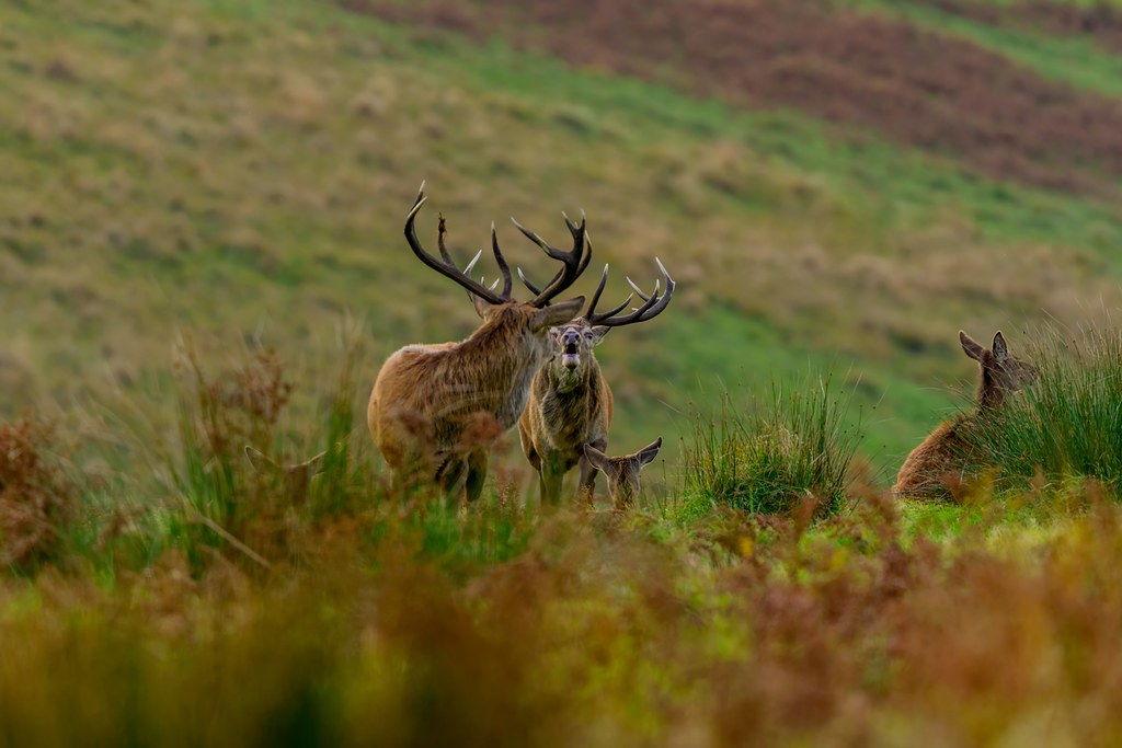 Exmoor Stags New edit Adam Sibbald Flickr