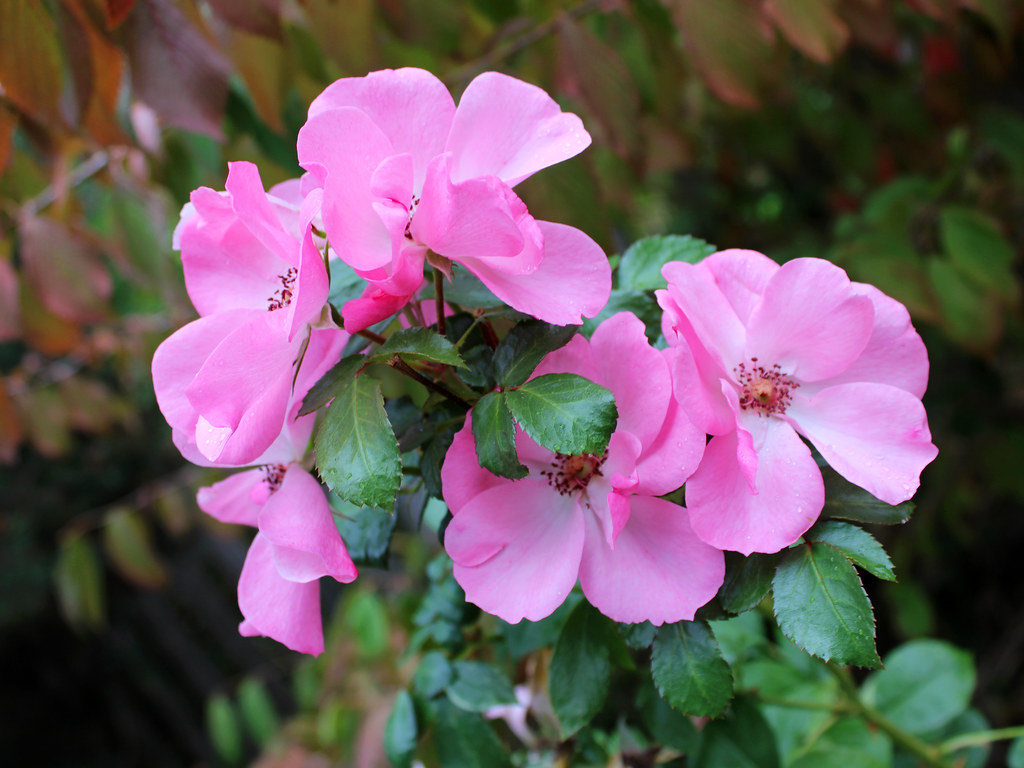 Pink Roses Ms. J (On and Off) Flickr