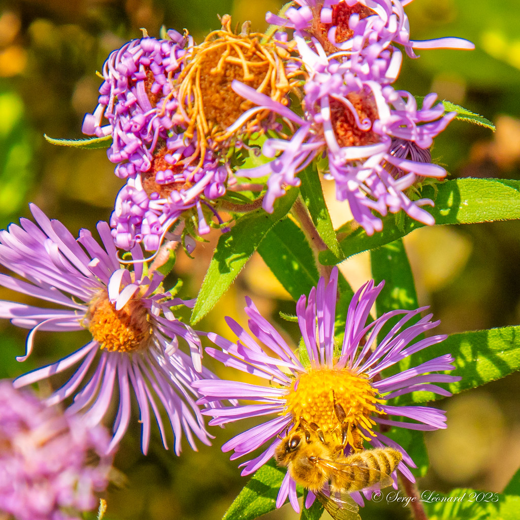 230930 Pépinière Jardin de Rêves VaudreuilDorion 5160 Flickr