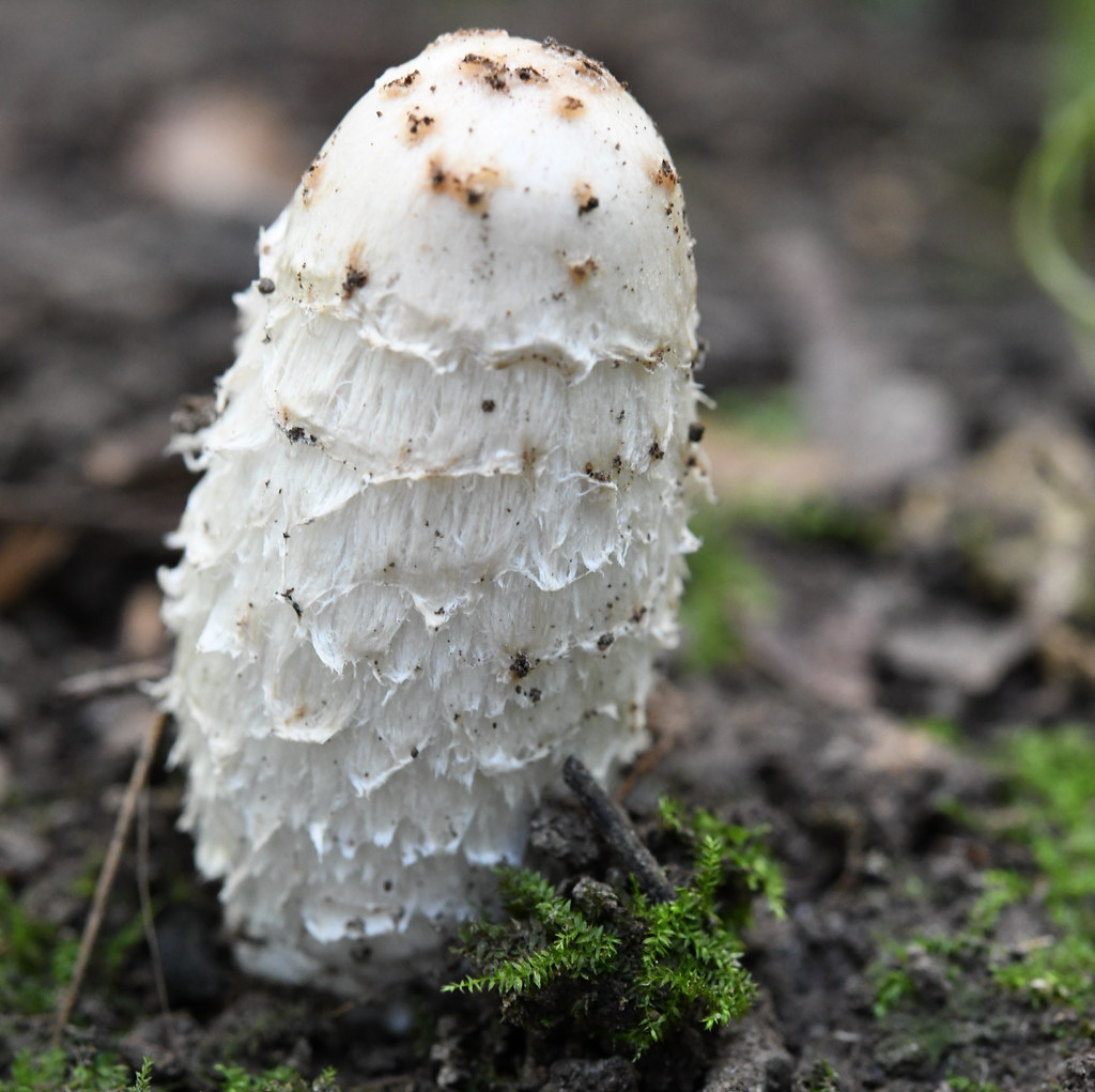 Coprinus comatus (9) Dr. HansGünter Wagner Flickr