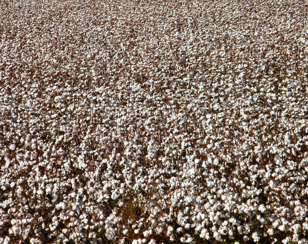 Cotton in West Tennessee Fayette Co., Tennessee. Flickr