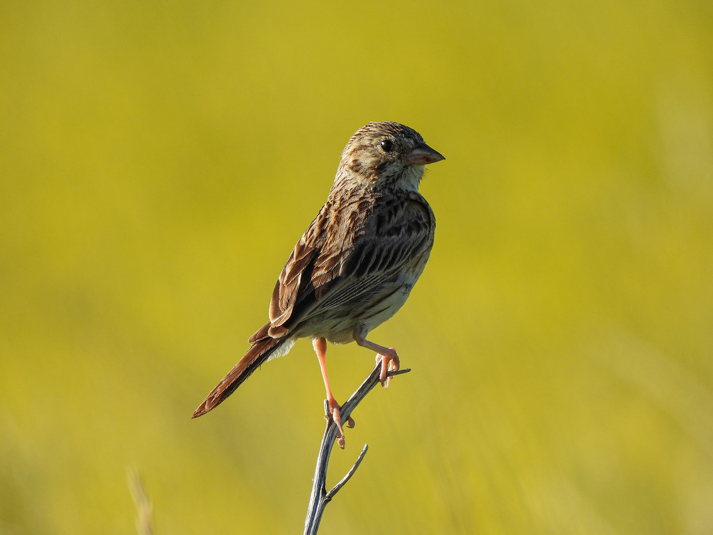 VesperSparrow_WindyFlats_LisaMarks Vesper Sparrow, Windy F… Flickr