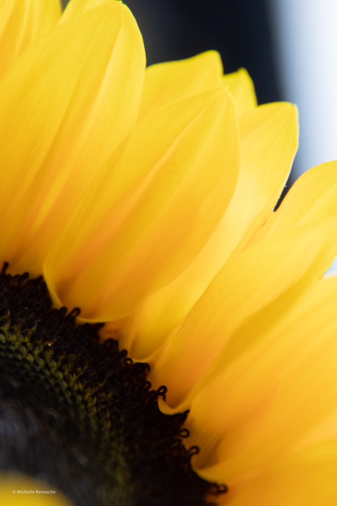 Sunflower lighting photos Michelle Remache Flickr