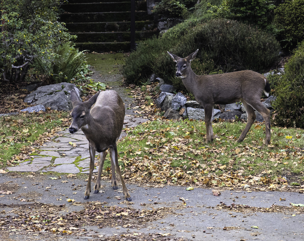 Oak Bay Victoria BC, Canada Angus MacDonald Flickr