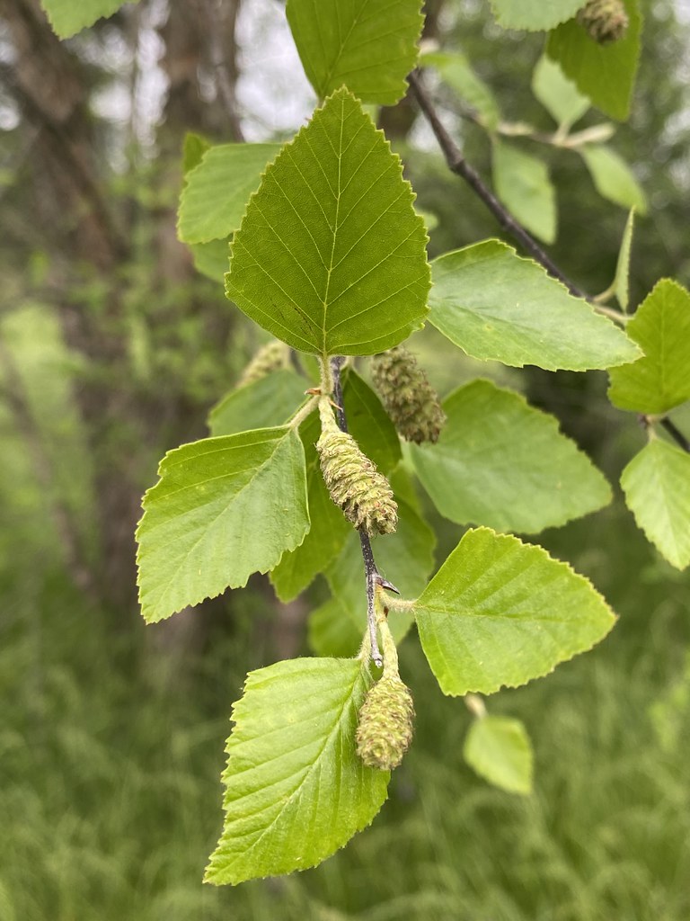 Birch, Birch Tree, River Birch, Black Birch, Red Birch, Wa… Flickr