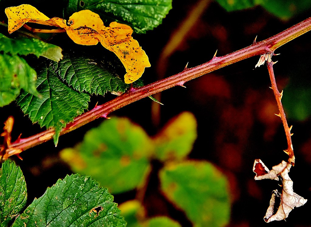 Thorns Lincoln Road, Skegness. brad 28 Flickr