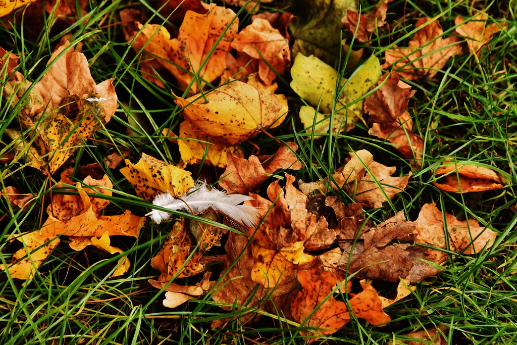 Autumn Lincoln Road, Skegness. brad 28 Flickr