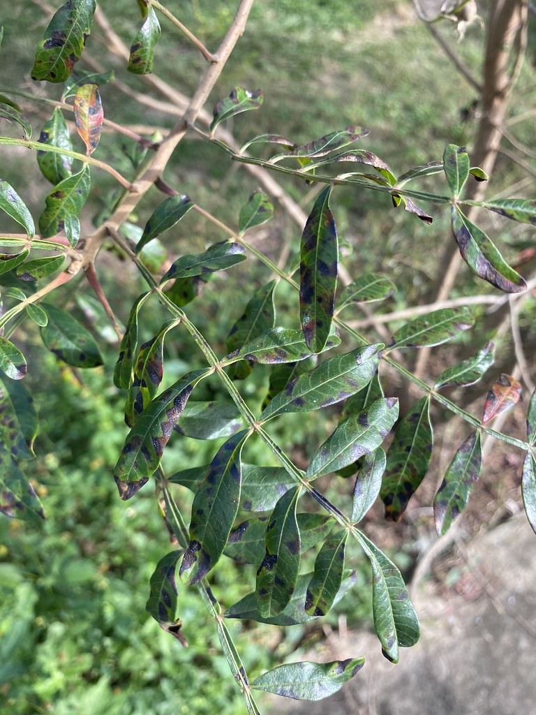 Winged Sumac Upper Leaf Genus Rhus Species Rhus copa… Flickr