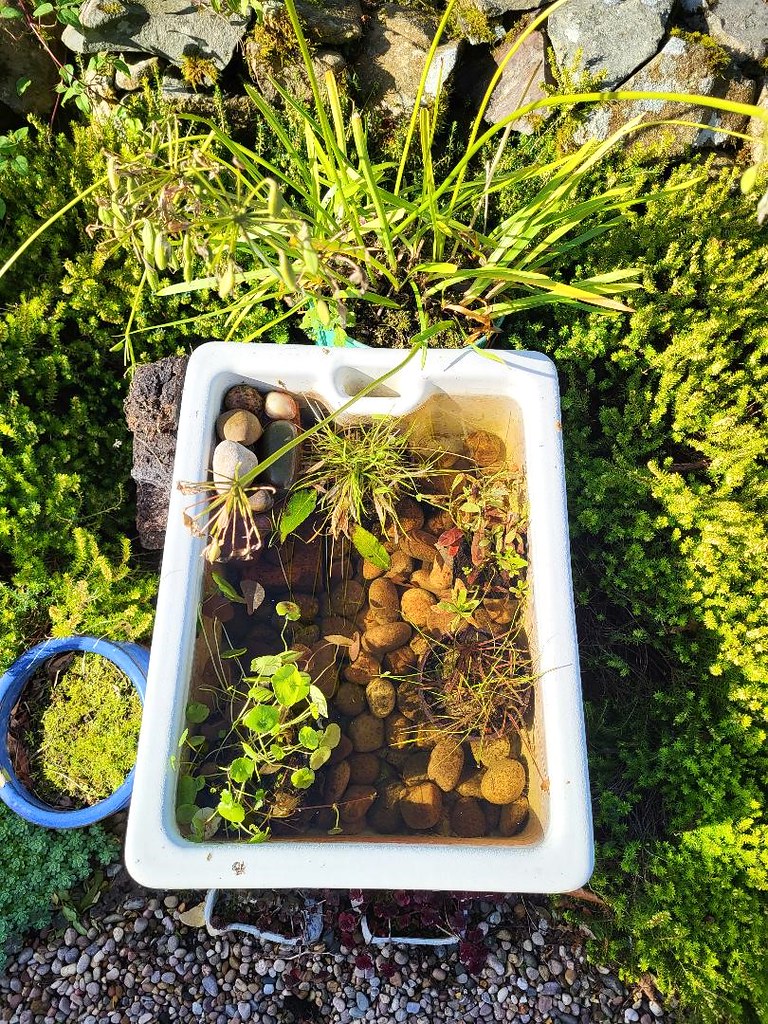 Minipond takes shape turning a Belfast sink into a mi… Flickr