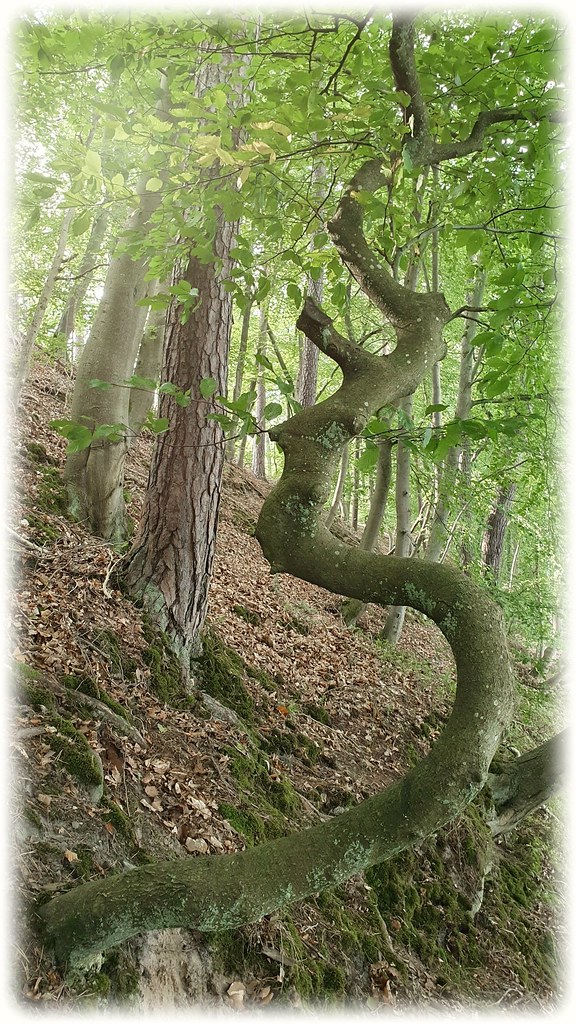 The Tree Sam H. Maas Flickr