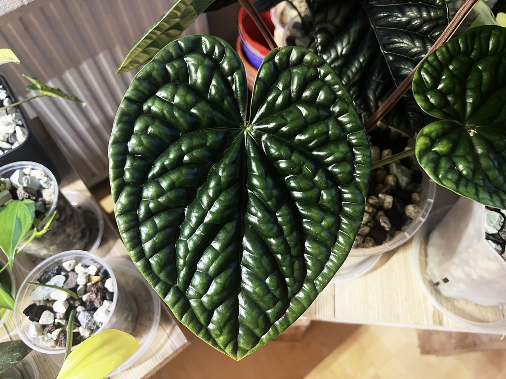 Untitled Jenny Lou Flickr