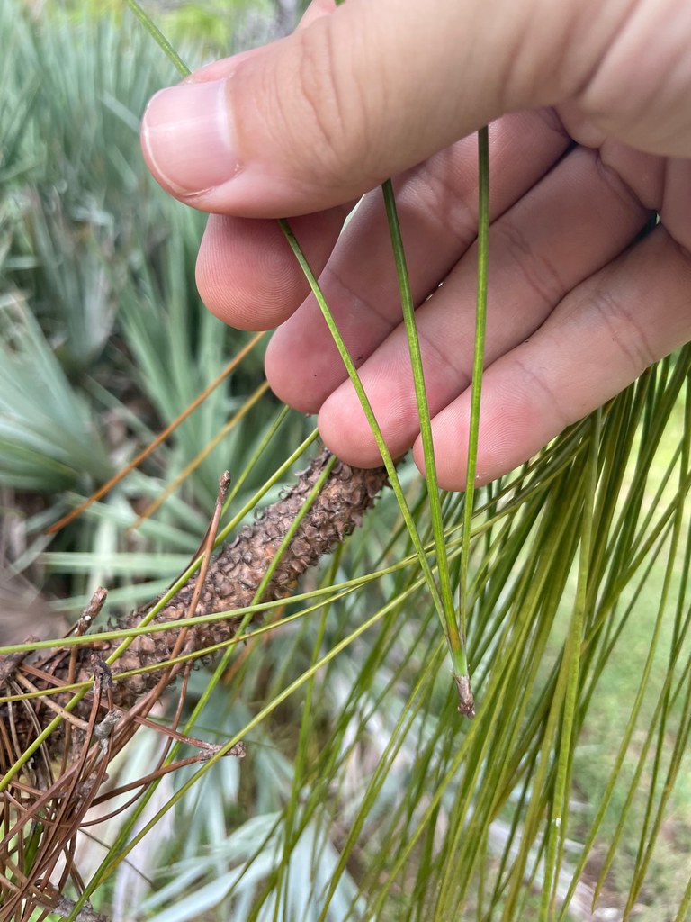 Longleaf Pine, leaves/thicker stem Pinus palustris Flatwoo… Flickr