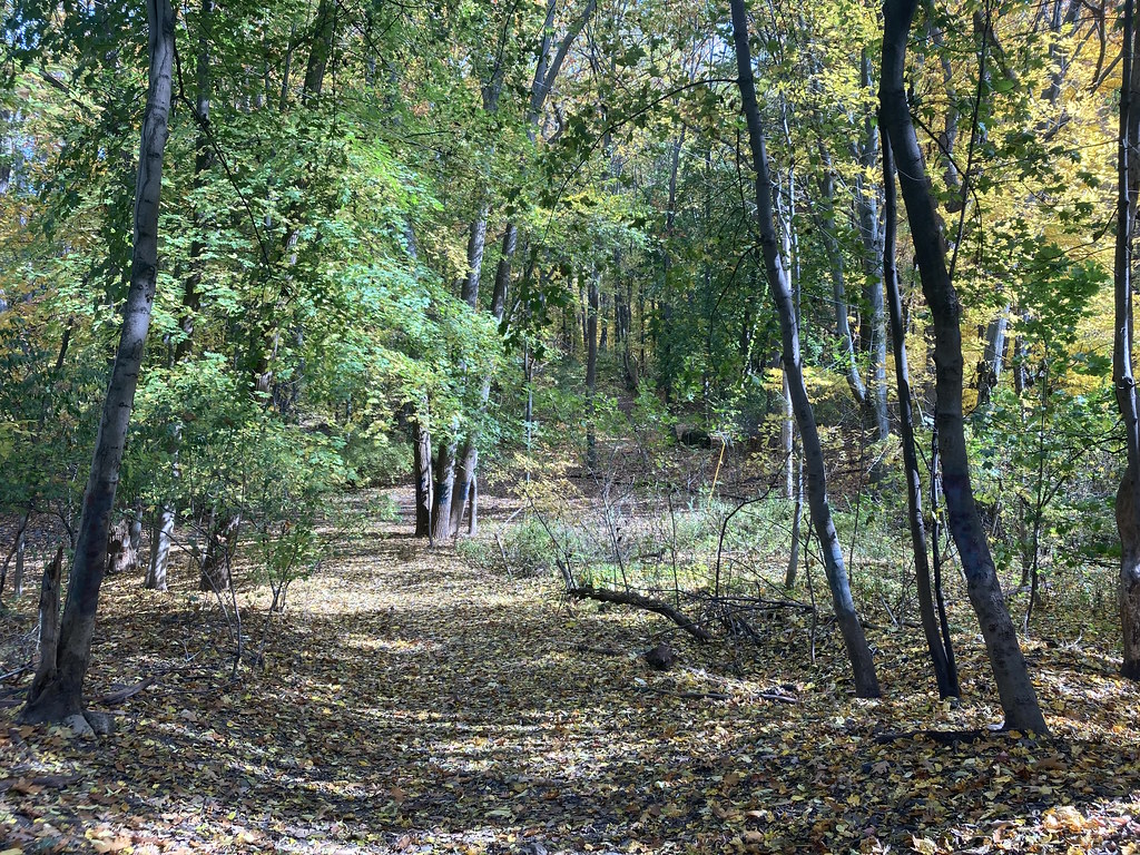 October 27, 2023 (Washington Grove, Rochester, NY) Flickr