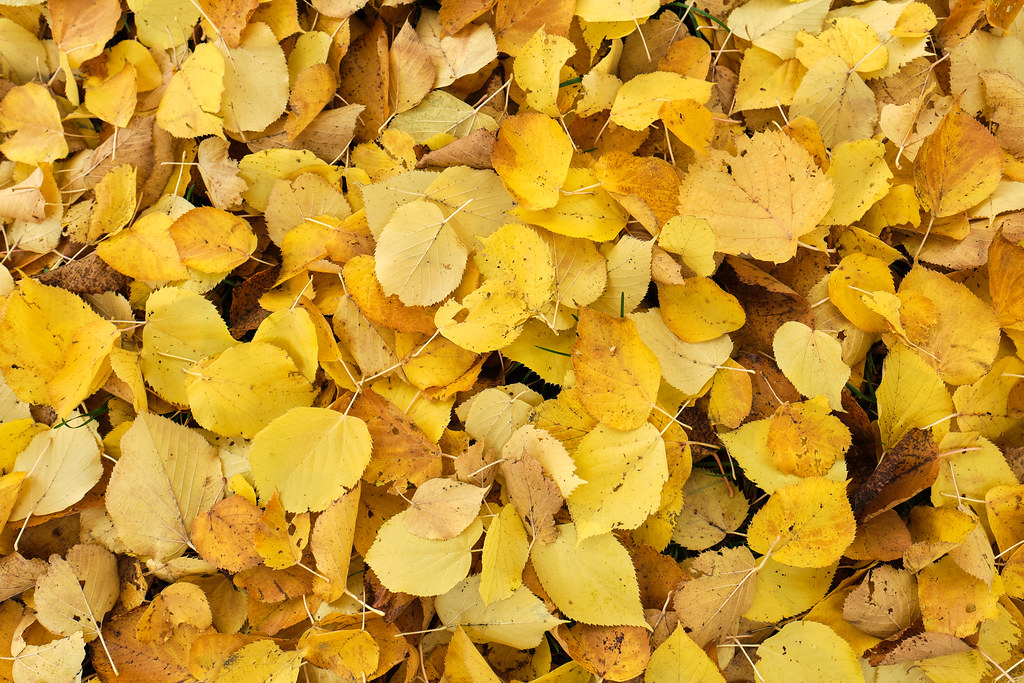 Yellow fall leaves On West Lawn Avenue, Madison, WI Chris Rycroft