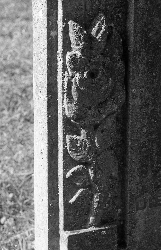 Stone rose Nikon N65, using Ilford Delta 400 developed in … Flickr