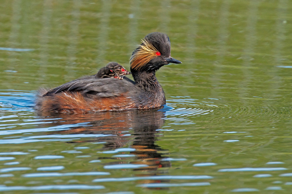 Black Necked Grebe Swillington Ings RSPB Yorkshire England… Flickr