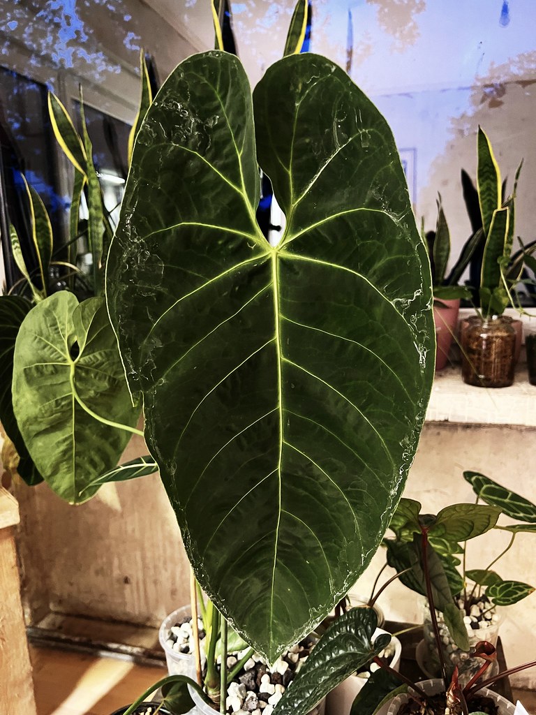 Untitled Jenny Lou Flickr