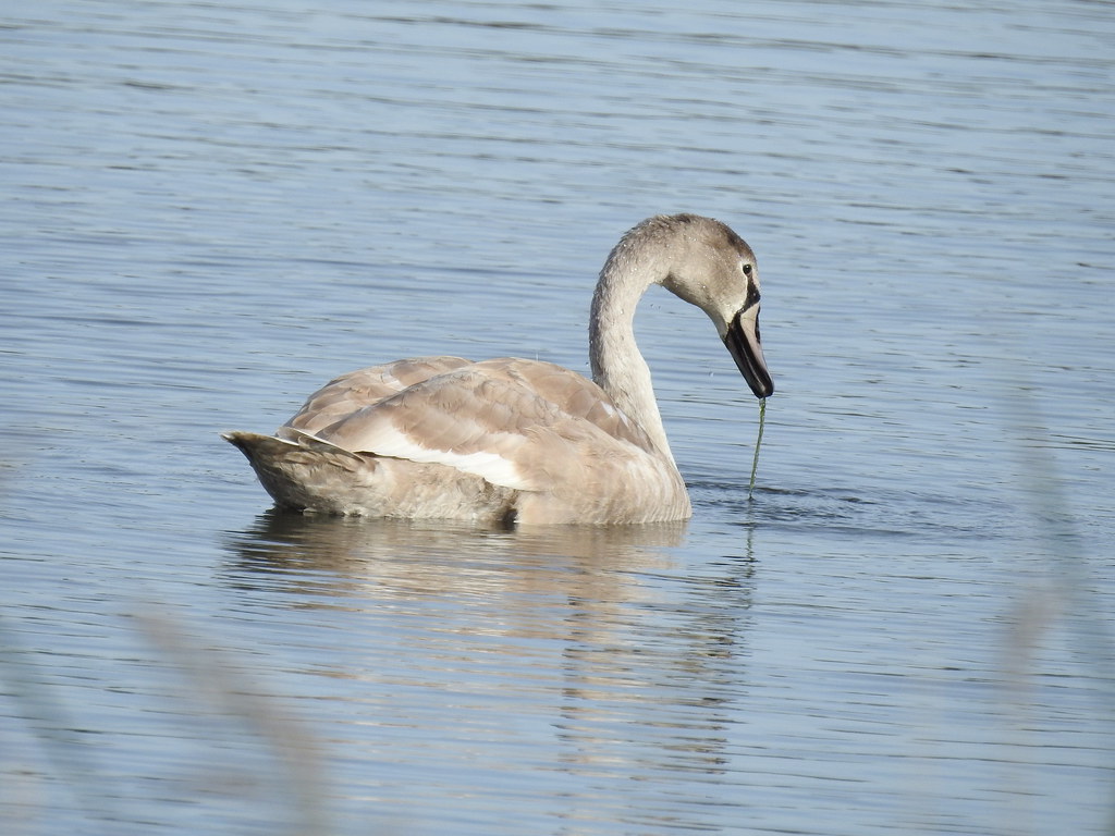 Young Swan Before the floods DSCN4027 Many thanks to you… Flickr