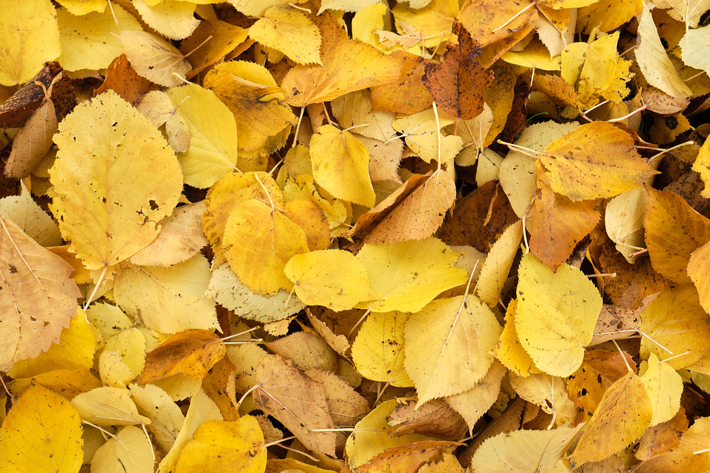 Yellow fall leaves On West Lawn Avenue, Madison, WI Chris Rycroft
