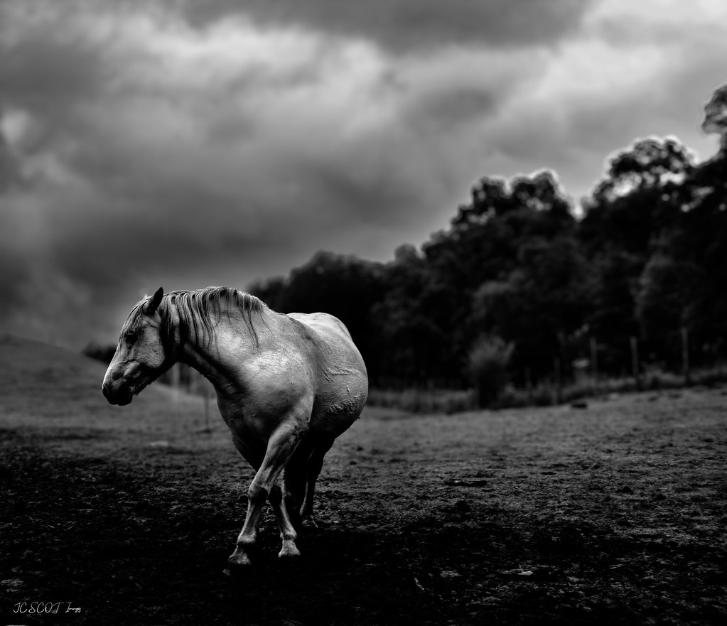 Left out in the rain JC Scot Images Flickr