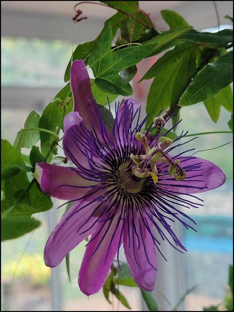 Surprise... I brought my Passion Flower plant indoors... a… Flickr