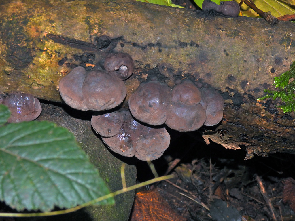 King Alfred's Cakes, Cwrdy Lane, Penyrheol, Pontypool 29 O… Flickr