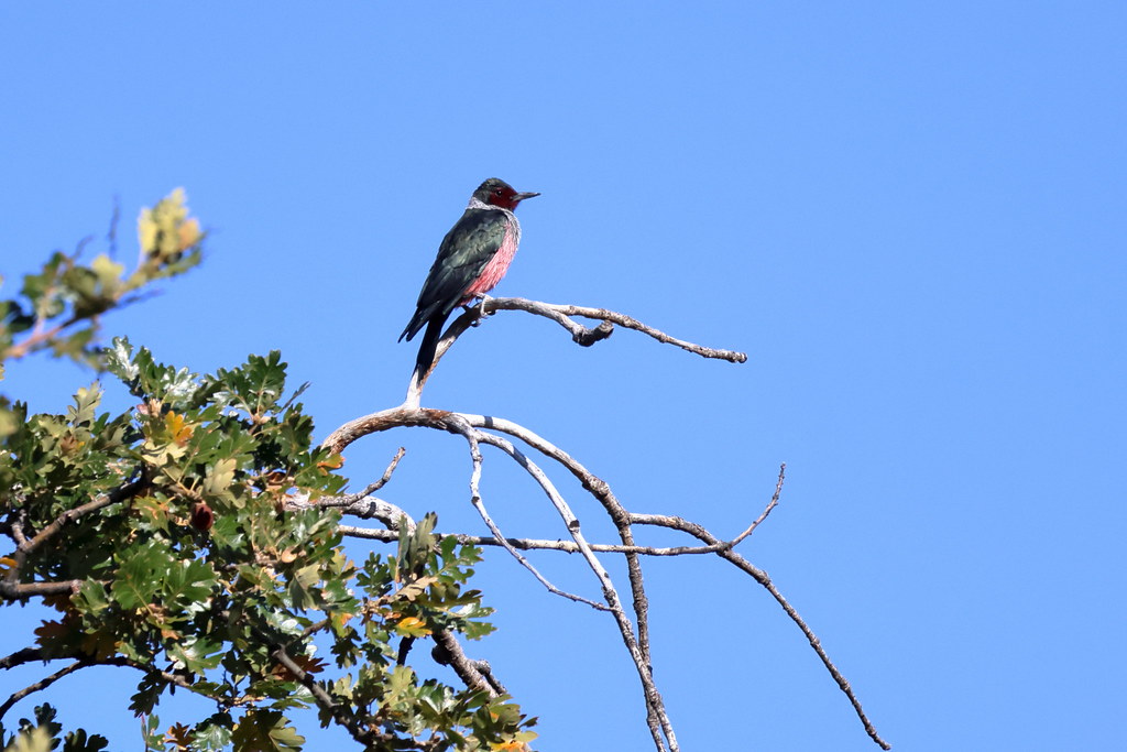 Lewis's Woodpecker Fort Simcoe State Park, White Swan, Yak… Flickr