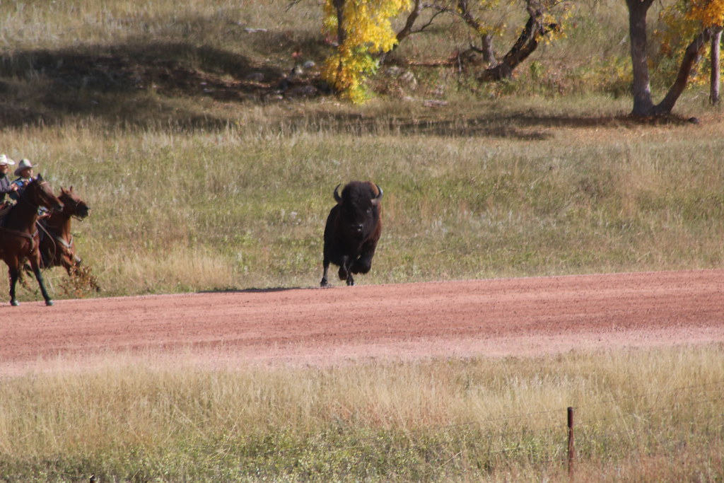 2023 South Dakota Buffalo Roundup Custer State Park Flickr