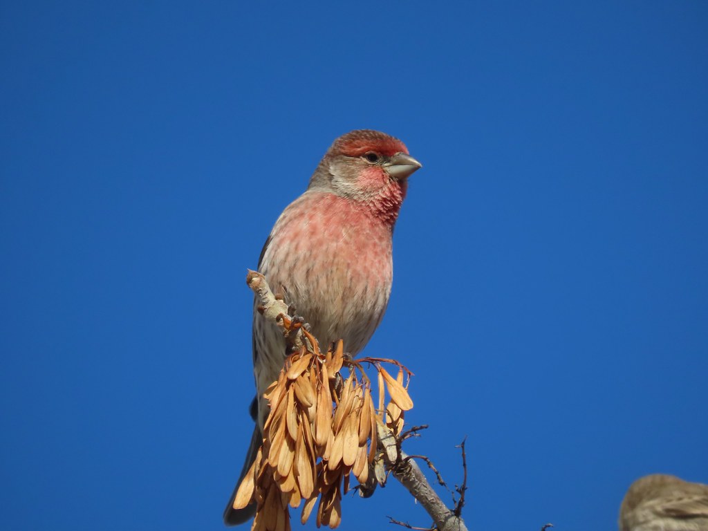 House finch Oct 30 Queen's Park Cemetery, Calgary Heather Cuthill Flickr