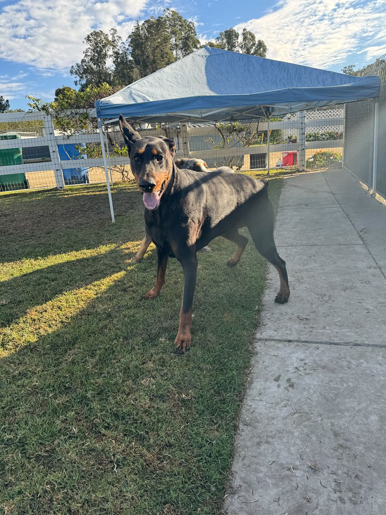 IMG_3682 Creekside Pet Boarding Flickr