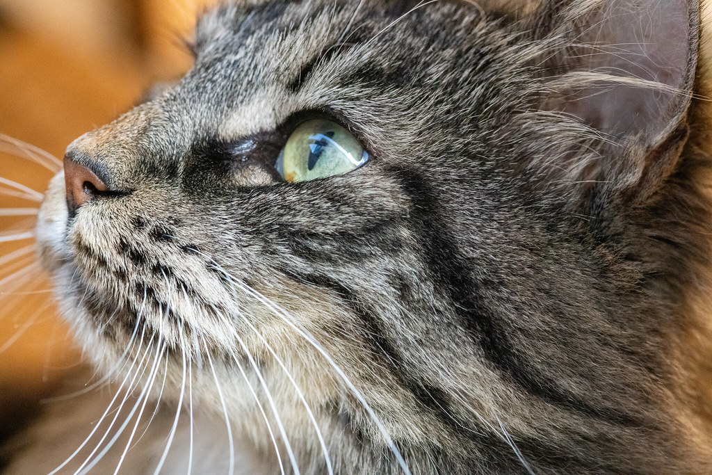 DSC_0678 Paul Jarvis Flickr