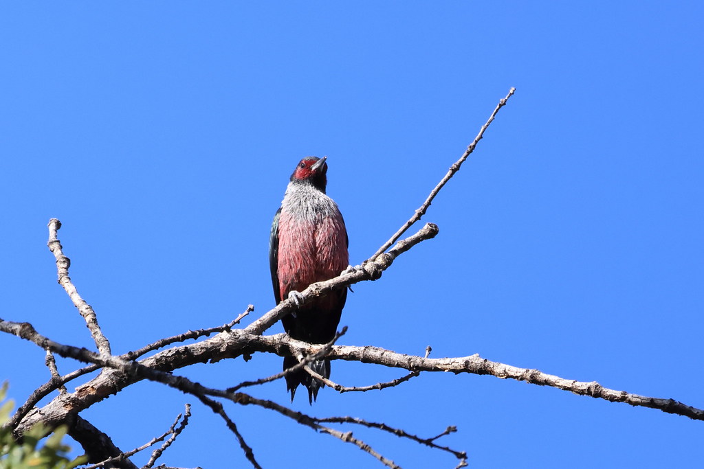 Lewis's Woodpecker Photographed at Fort Simcoe State Park,… Flickr