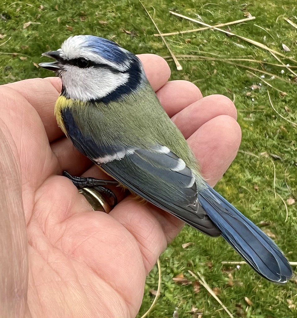 IMG_1387 Terry Miles Flickr