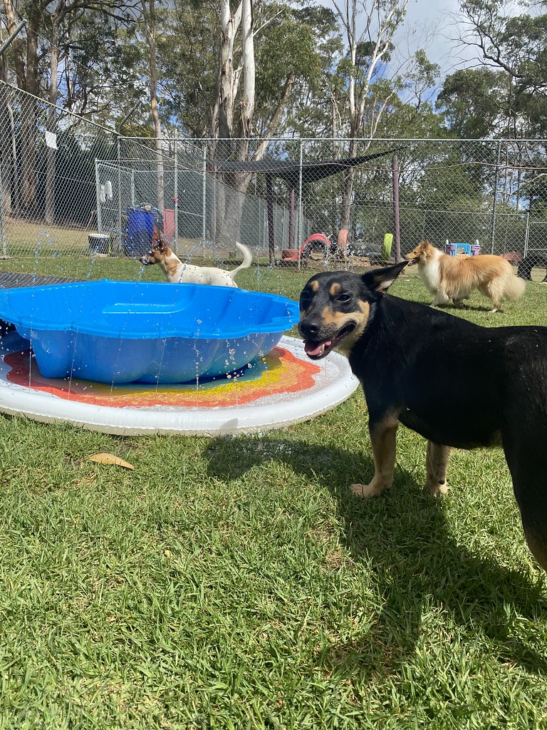 Untitled Pet Resorts Australia Dural Flickr