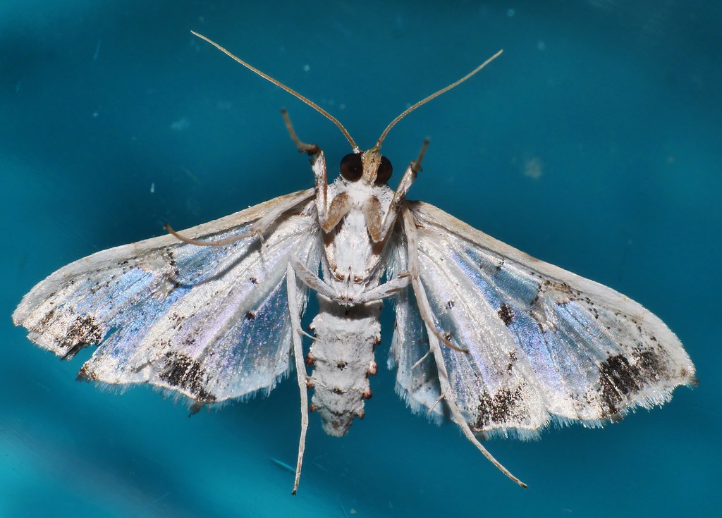 Eggplant fruit and shoot borer Leucinodes orbonalis Spilom… Flickr