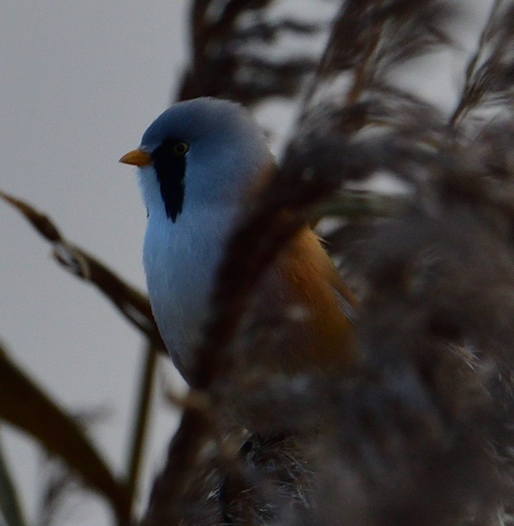 Bearded Reedling Tay Reed Beds, Errol. Lorne_K Flickr