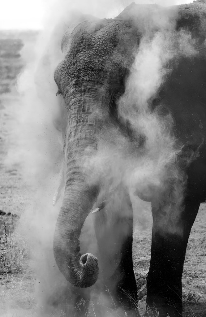 Dust bath Dustbathing Elephant in Amboseli National Park,… Flickr