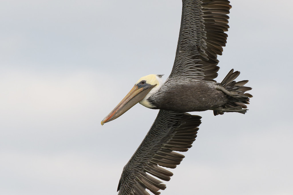Brown Pelican 103123 Barnegat Lighthouse SP, NJ Flickr