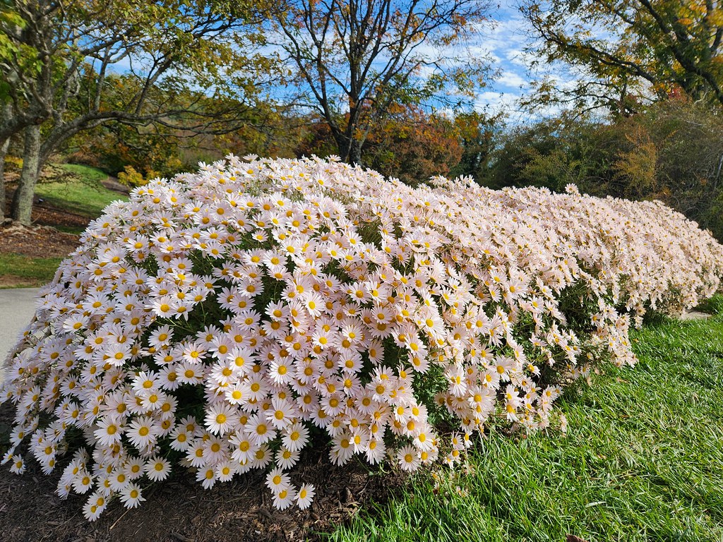 Oldfashioned Garden Chrysanthemums Millie Davenport, ©202… Flickr