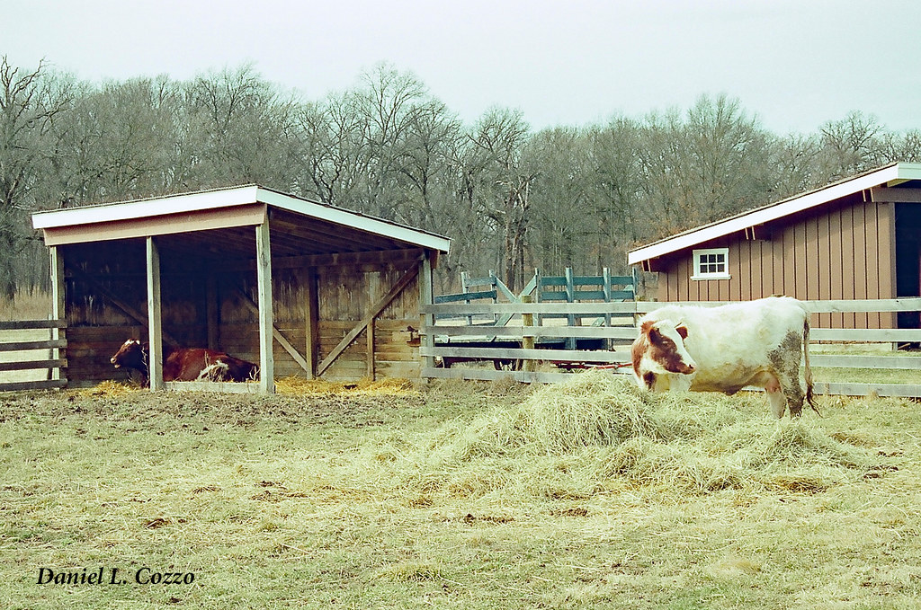 Animals Cows Kline Creek Farm DuPage County, IL. Shot … Flickr