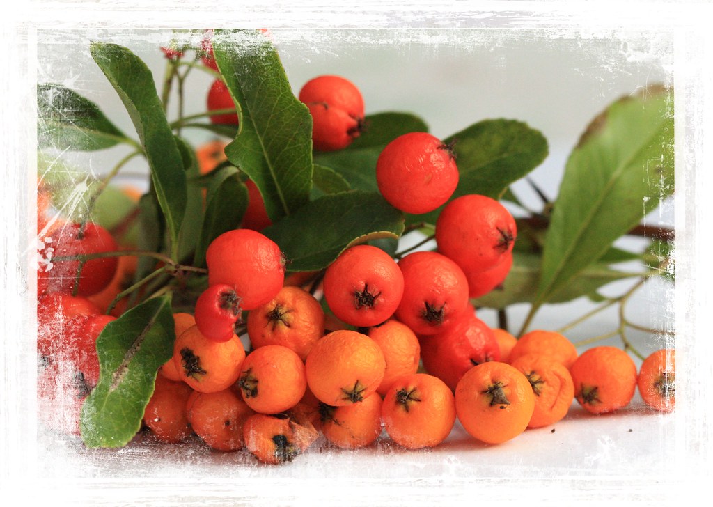 Orange berries Audrey Jackson Flickr