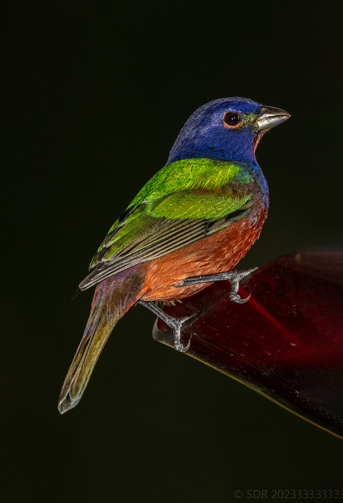Painted Bunting Back to the present. According to eBird, t… Flickr