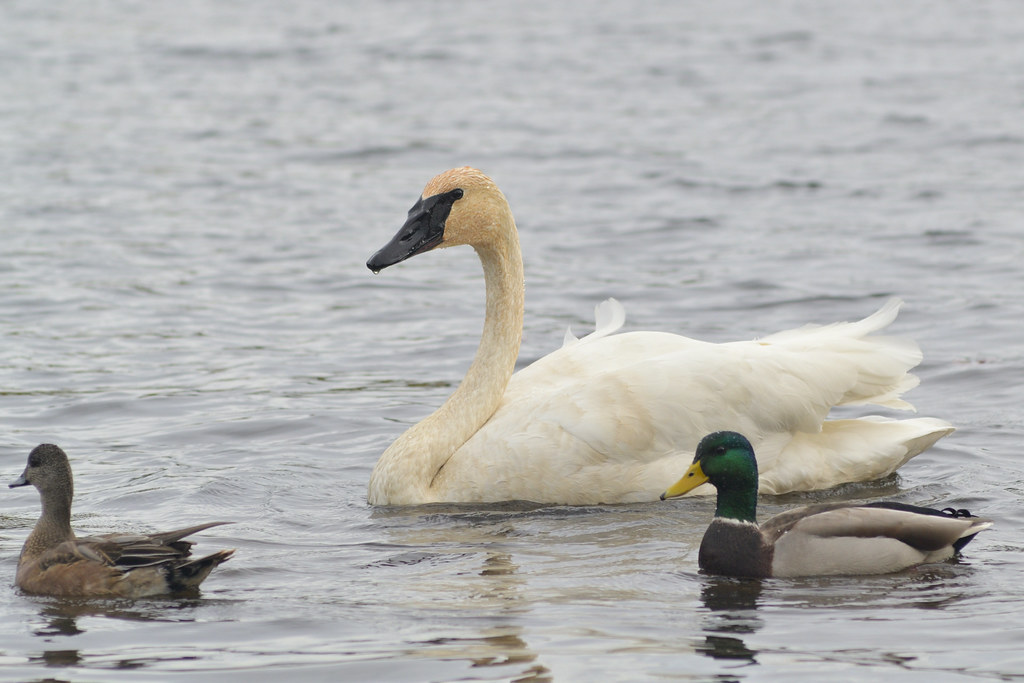 Trumpeter swan And ducks on Cranberry Lake, Powell River, … Flickr