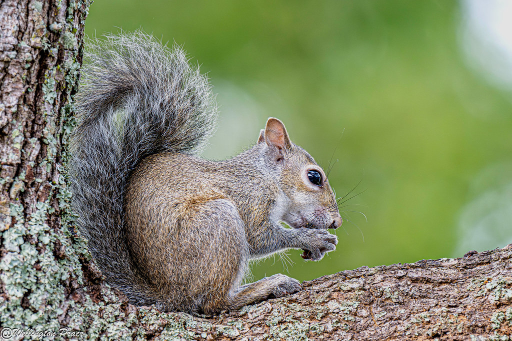 EASTERN GRAY SQUIRREL Wellington Pracz Flickr