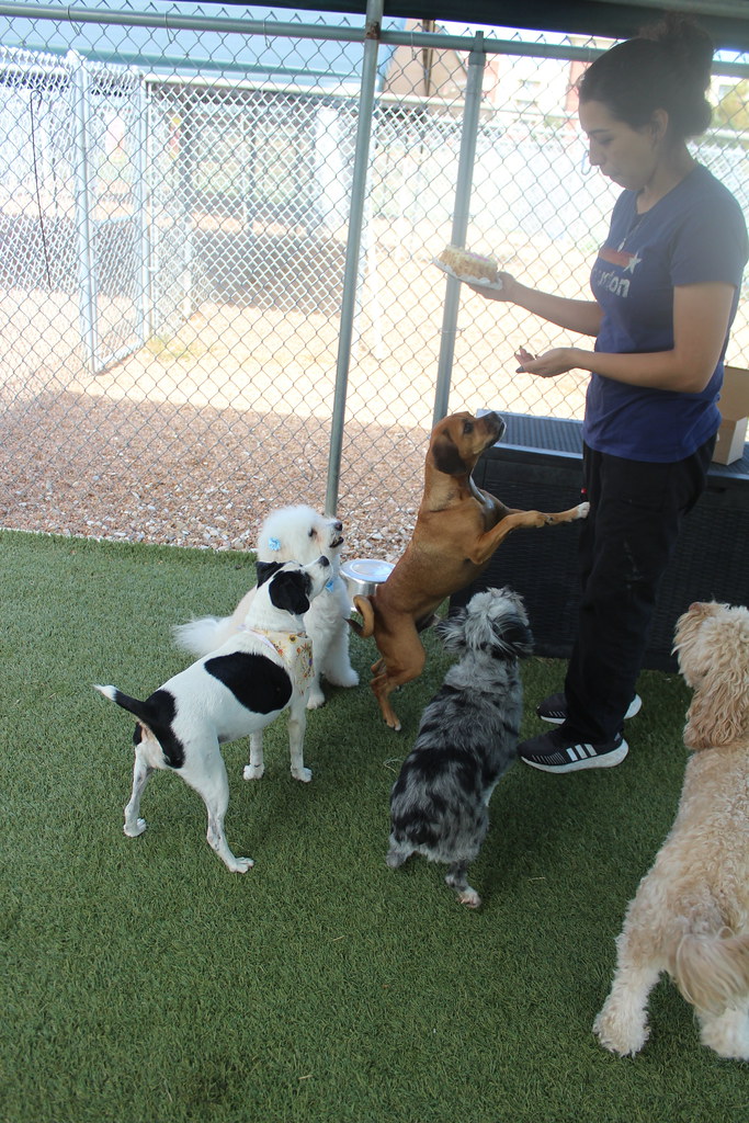 IMG_7125 Rover Oaks Pet Resort (Houston) Flickr