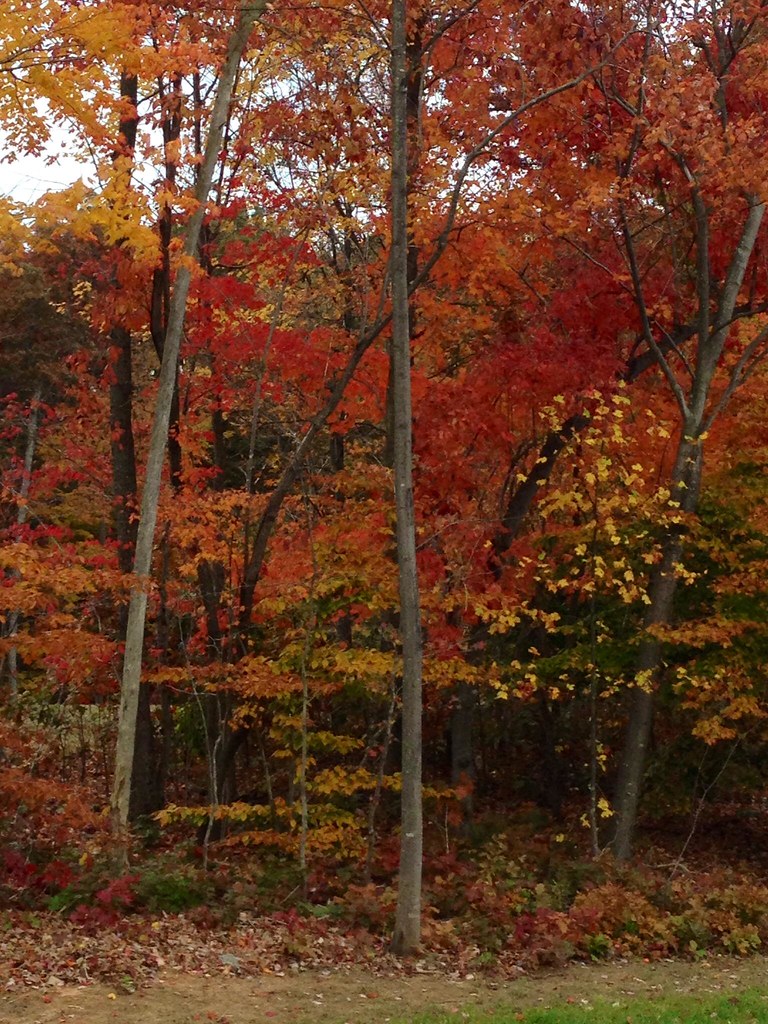 NC Greensboro Fall Colors at Greensboro Science Center… Flickr
