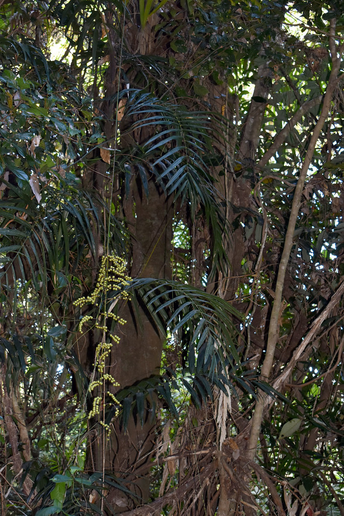 Calamus australis, Lake Morris Road, Cairns, QLD, 29/09/23… Flickr
