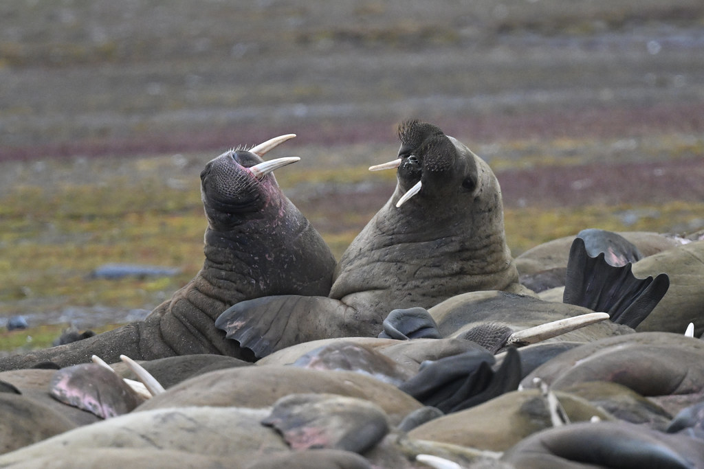 Calm it lads! Walruses have sexual segregation in that the… Flickr